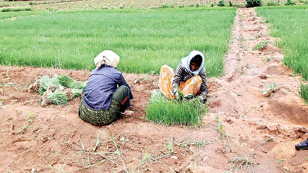ఉల్లి పంటపై పెరిగిన ఆశ..