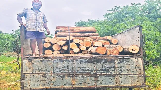 యథేచ్ఛగా కలప అక్రమ రవాణా