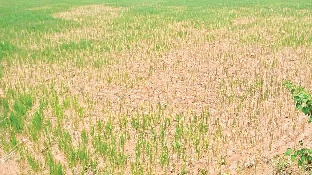 వాన రాలే.. పైరు ఎండిపోయె!