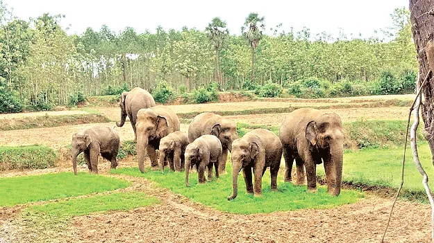 afraid elephants! అమ్మో ఏనుగులు