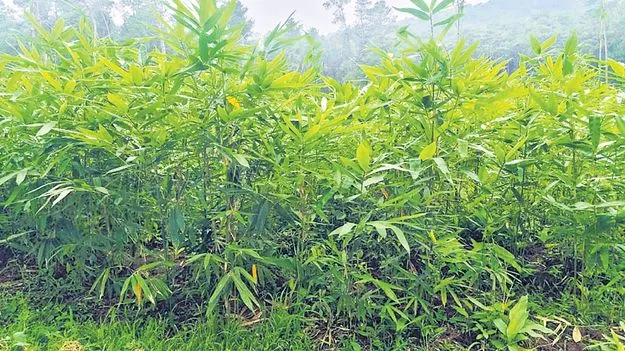 గిరిజనులకు ఆర్థిక ఆసరా!
