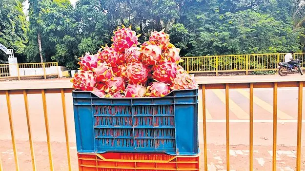 డ్రాగన్‌ ఫ్రూట్‌ విక్రయాల జోరు