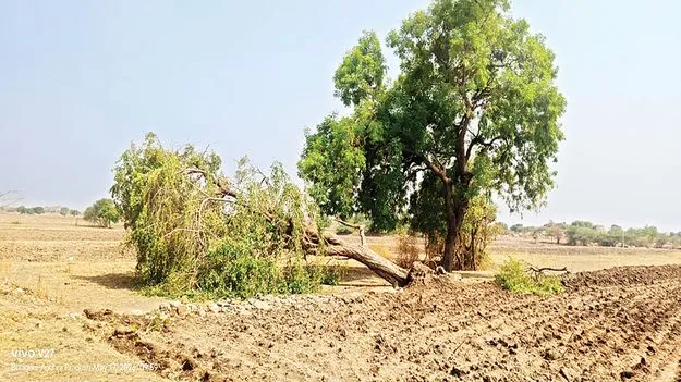 నేలకొరిగిన విద్యుత్‌ స్తంభాలు
