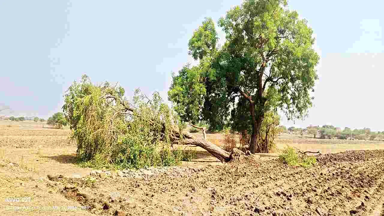 నేలకొరిగిన విద్యుత్‌ స్తంభాలు
