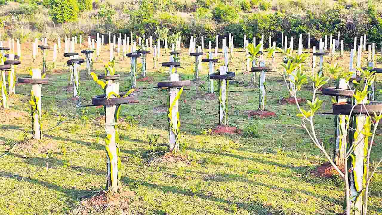 ఆశాజనకంగా డ్రాగన్‌ ఫ్రూట్‌ సాగు