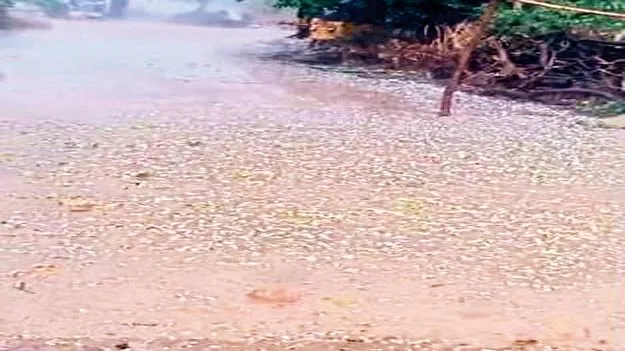    ఇందిరేశ్వరంలో వడగండ్ల వాన 