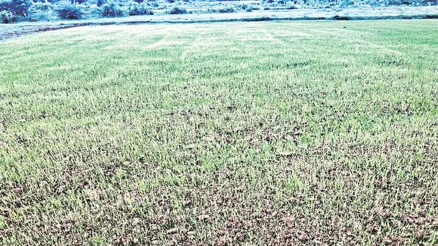 వాన జాడ లేక రైతన్న దిగాలు