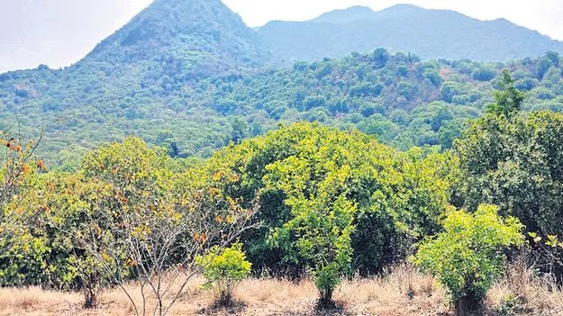 రాచపల్లి భూముల సాగుదారులకు ఊరట
