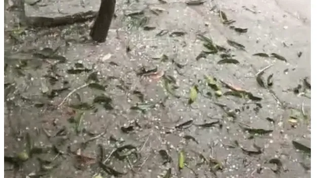  ఈదురుగాలులు, ఉరుములు, మెరుపులతో ఉలిక్కిపడ్డ జనం