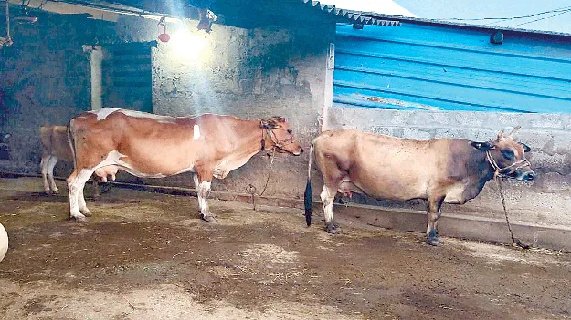 తగ్గుతున్న ‘పాడి’