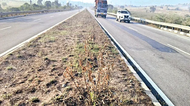 పచ్చదనం కనిపిస్తే ఒట్టు!