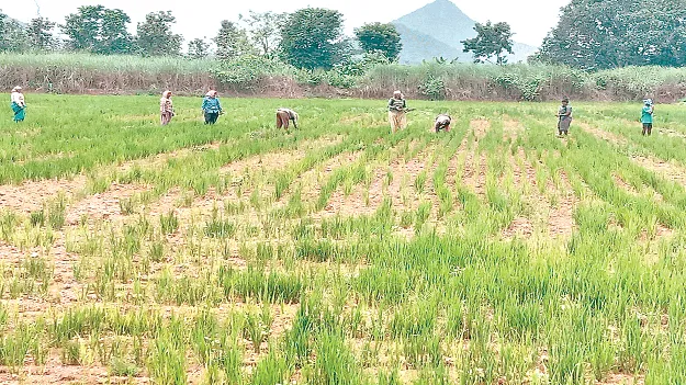 Kharif in danger ప్రమాదంలో ఖరీఫ్‌