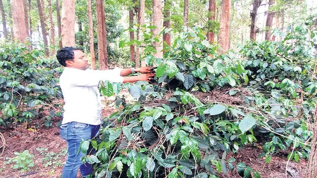 కాఫీ దిగుబడులకు  వేసవి సస్యరక్షణ కీలకం