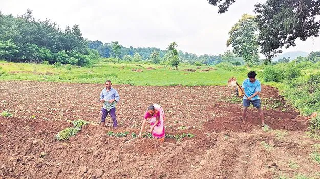 చిలగడ దుంప సాగుపై ఆసక్తి