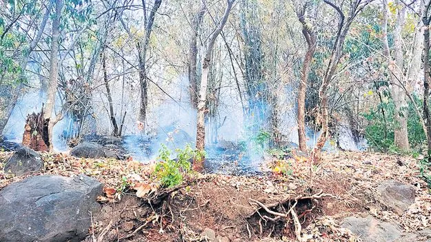 అడవిలో అగ్నిజ్వాలలు