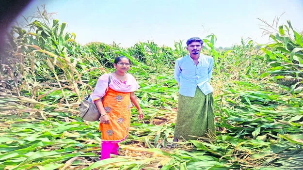 RAIN: వర్షంతో పంట నష్టం