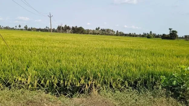 రబీ రెడీ..!