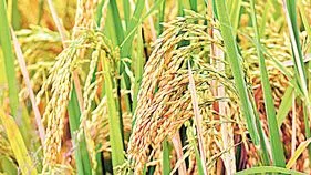 వరికి మరో రూ.72