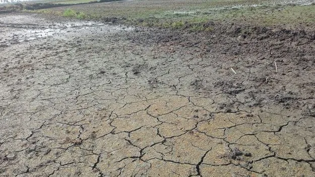 సాగునీటికి ఆక్వా గండి