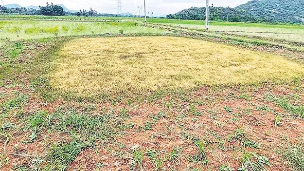 వరి సాగుపై నీలినీడలు