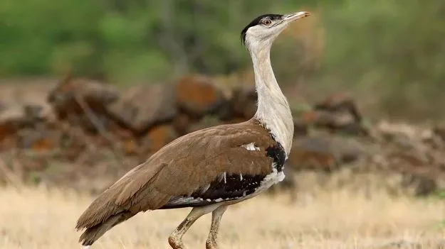 ‘బట్టమేక పక్షి సంరక్షణ’కు ఆదేశించండి
