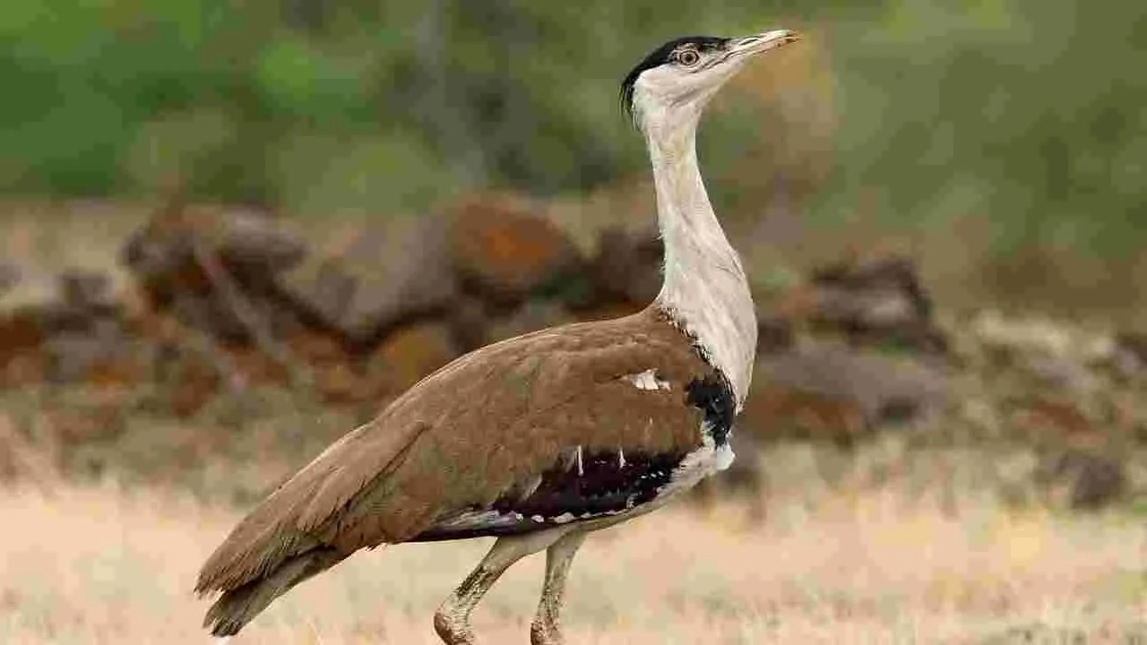 ‘బట్టమేక పక్షి సంరక్షణ’కు ఆదేశించండి