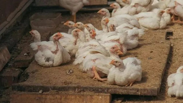 నేటి నుంచి చికెన్‌ దుకాణాలు బంద్‌ 