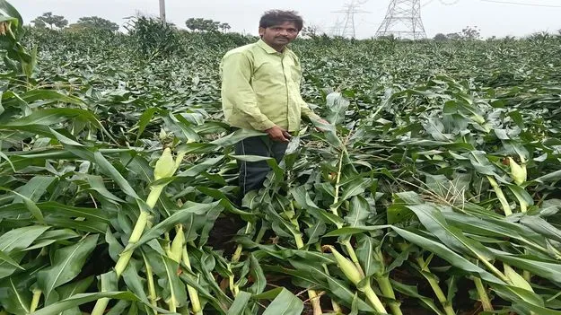 Peddapalli:  ఉరుములు, మెరుపులతో వర్షం