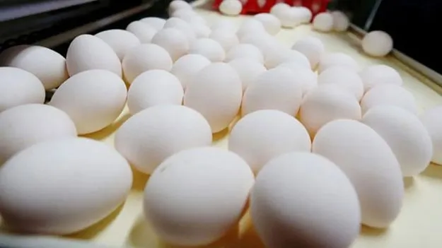 గుడ్డుపై ఎక్స్‌పైరీ డేట్‌!