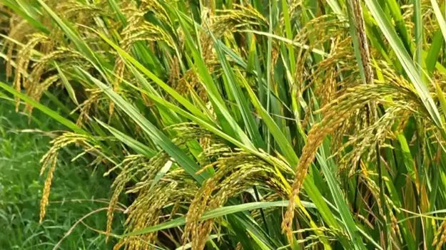 వరి సాగుకు కళ్లెం