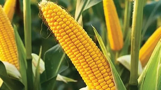 మక్కల వేలంతో రూ.735.2 కోట్ల ఆదాయం 
