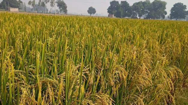 పంటల బోన్‌సకు 3,500 కోట్లు