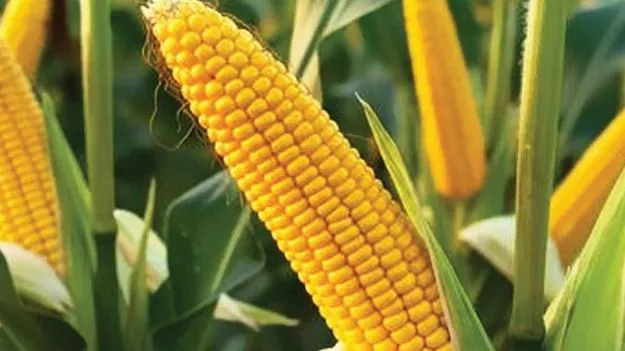 నాకు ఫైలు ఇచ్చావ్‌గా.. పని అయిపోయినట్టే!