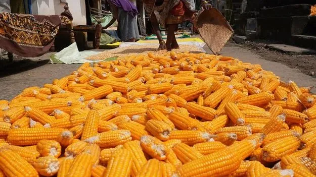 మొక్కజొన్న డబ్బులు వచ్చేదెప్పుడు?