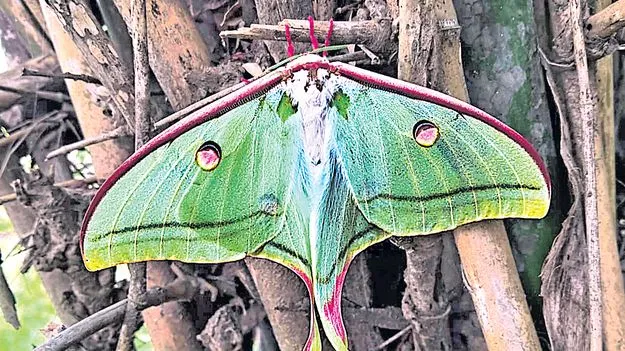 అరుదైన సీతాకోక చిలుక