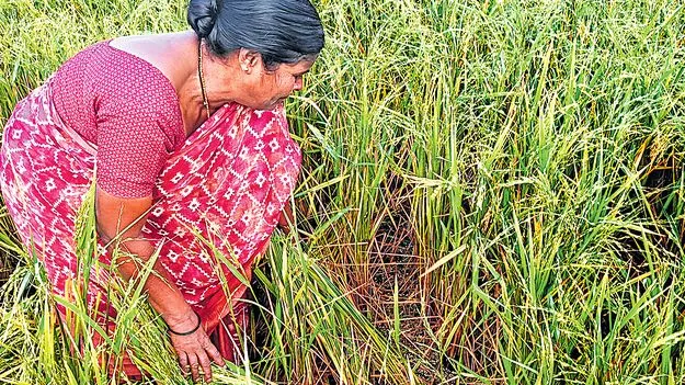 అకాల వర్షం.. ఈదురుగాలుల బీభత్సం