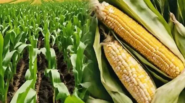 మక్కల టెండర్లు రద్దు