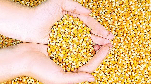 పాత మక్కల వేలం పాట.. టన్నుకు 20 వేలు