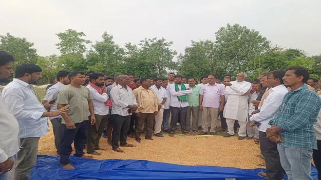 షరతులు లేకుండా మొక్కజొన్న కొనాలి