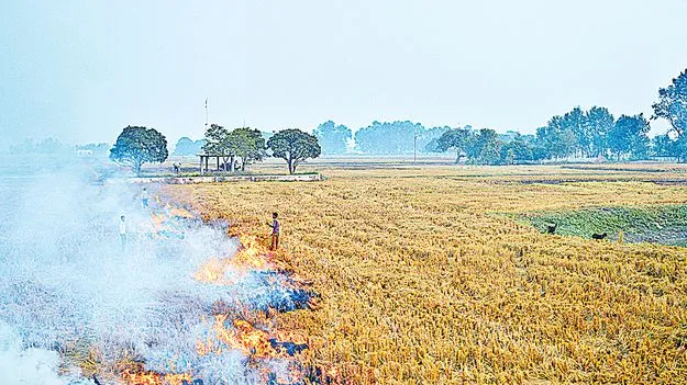 17 లక్షల ఎకరాల్లో పంటవ్యర్థాలను తగలబెట్టారు!
