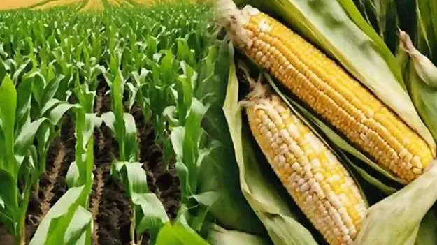 మార్కెట్లలో ఇబ్బందిపడుతున్న మక్క రైతులు