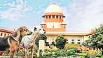 వీధి కుక్కల దాడులకు జంతు ప్రేమికులు బాధ్యత వహిస్తారా?