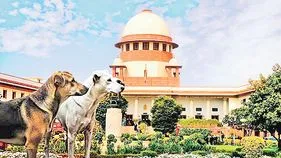 వీధి కుక్కల దాడులకు జంతు ప్రేమికులు బాధ్యత వహిస్తారా?