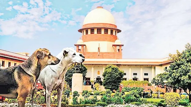 వీధి కుక్కల దాడులకు జంతు ప్రేమికులు బాధ్యత వహిస్తారా?