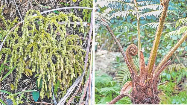 అరకులో అరుదైన మొక్కలు..!