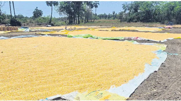 మొక్కజొన్న కొనుగోలు కేంద్రాలు ఏవీ..!