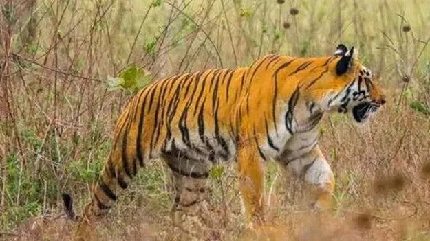 బాబోయ్‌..పులి!