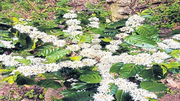 కలిసొచ్చిన వర్షాలు