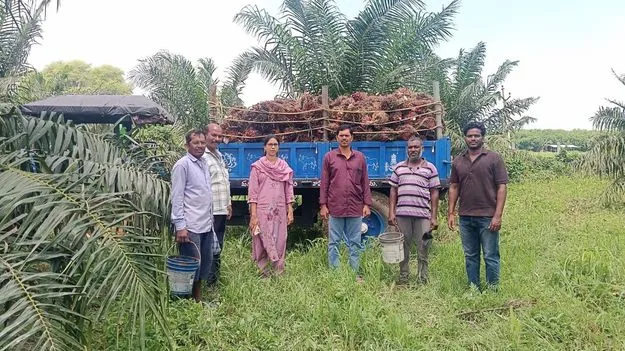 ఆయిల్‌ పామ్‌ సాగుతో అధిక లాభాలు