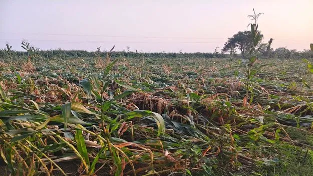 అకాల వర్షం.. 